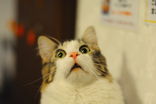 23746683041_6dd4b048d1_z