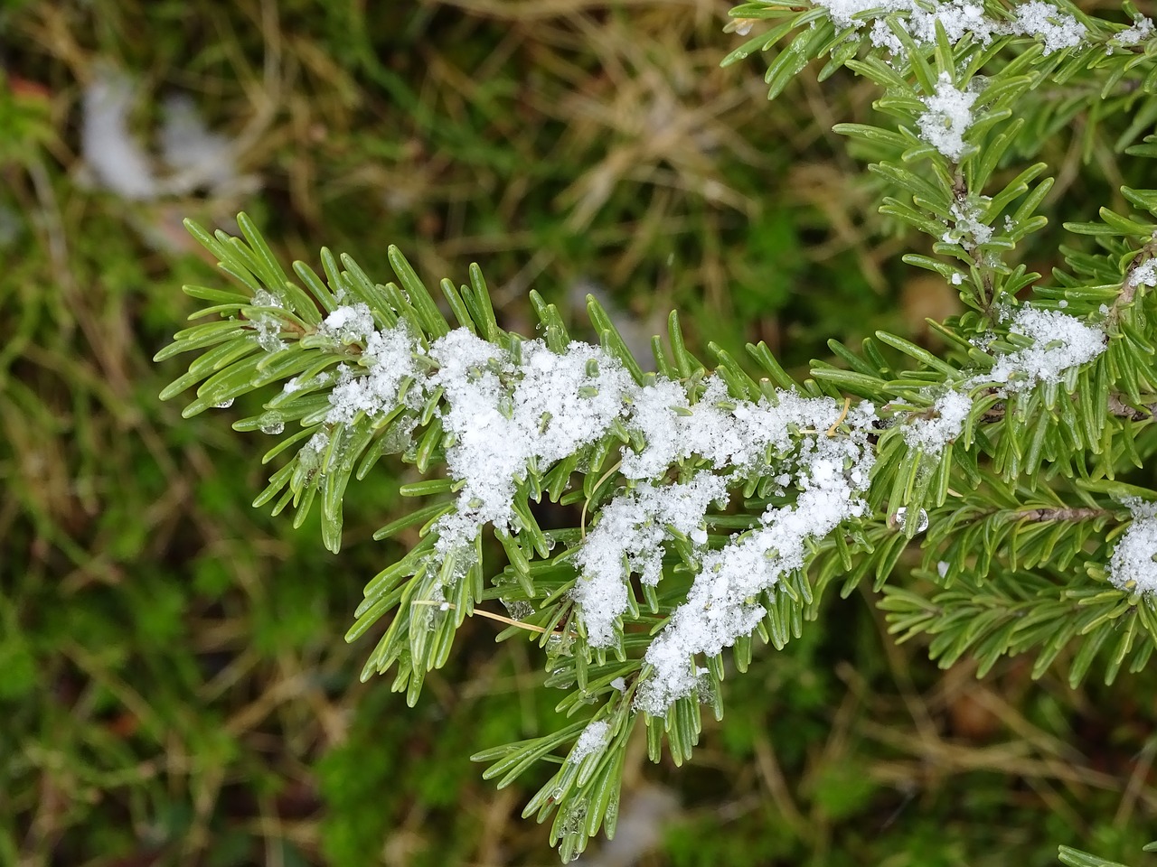 evergreen-1802157_1280